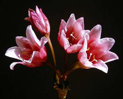 Crinum campanulatum.jpg